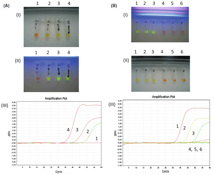 First survey of the occurrence of duck enteritis virus (DEV) in free-ranging Polish water birds - Image 2
