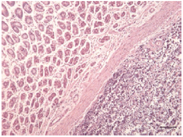 Posterior paralysis in a Holstein cow with Enzootic Bovine Leukosis¤ - Image 2