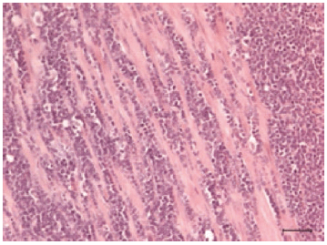 Posterior paralysis in a Holstein cow with Enzootic Bovine Leukosis¤ - Image 3