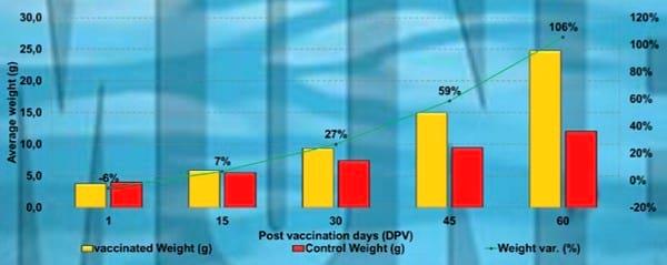 Bath vaccination of rainbow trout (Oncorhynchus mykiss Walbaum) against Flavobacterium psychrophilum under field conditions in Chile - Image 4