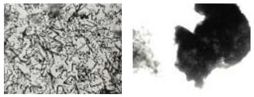 The impact of crude fibre concentrate on footpad dermatitis in broilers - Image 1