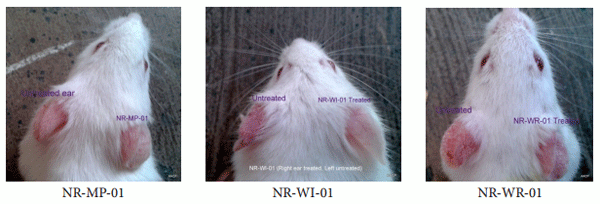 Evaluation of Wisprec Advanced Spray and Certain Phytopharmaceutical Prototypes for their Topical Anti-inflammatory Effect - Image 6