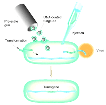 Advances in Frontier Reproduction and Endocrinology in Animal - Image 5