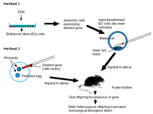 Advances in Frontier Reproduction and Endocrinology in Animal - Image 6