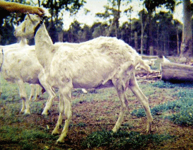What Disease Does This to Goats? - Image 3