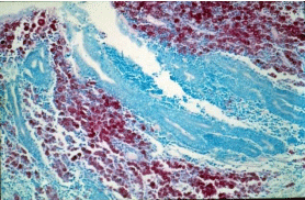 Johne’s Disease in Goats - Image 1