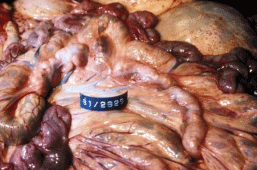 Johne’s Disease in Goats - Image 3