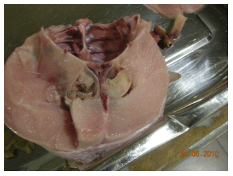 Green Muscle Disease or Deep Pectoral Myopathy (DPM) of Broilers - Image 3