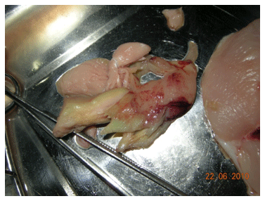 Green Muscle Disease or Deep Pectoral Myopathy (DPM) of Broilers - Image 4