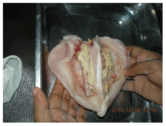 Green Muscle Disease or Deep Pectoral Myopathy (DPM) of Broilers - Image 2