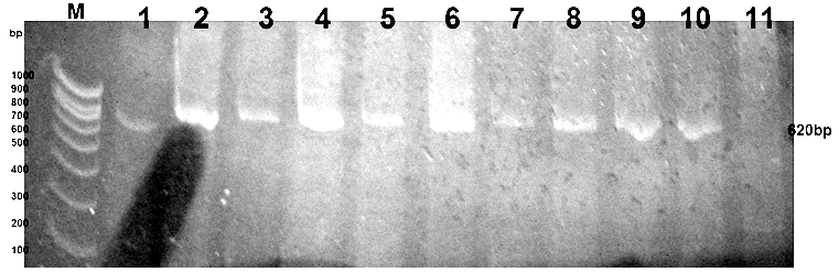 Prevalence of Very Virulent Infectious Bursal Disease Virus (IBDV) in Egyptian Delta - Image 2