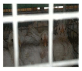 Impact of Serratiopeptidase Treatment on Performance and Health Parameters in Broiler Chickens - Image 7