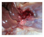 Impact of Serratiopeptidase Treatment on Performance and Health Parameters in Broiler Chickens - Image 8