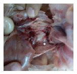 Impact of Serratiopeptidase Treatment on Performance and Health Parameters in Broiler Chickens - Image 10