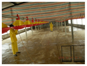 Experience in monitoring IBD antibody titers of broiler birds of two close house farms involving three IBD vaccinations per cycle - Image 6