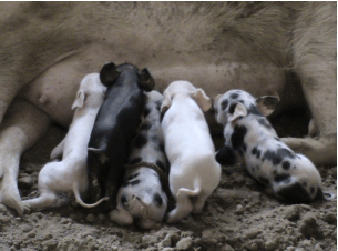 Economic and Market Analysis of Swine Rearing and Pork Production in Ghana - Image 13