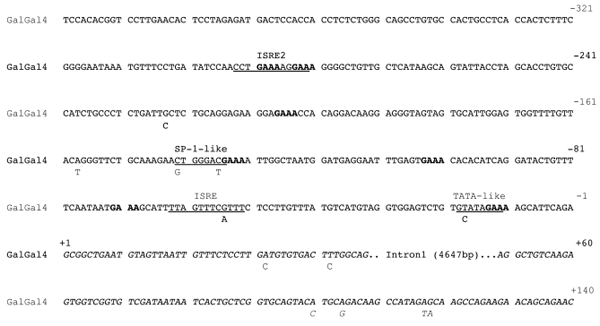 Genetic Variation within the Mx Gene of Commercially Selected Chicken Lines Reveals Multiple Haplotypes, Recombination and a Protein under Selection Pressure - Image 4