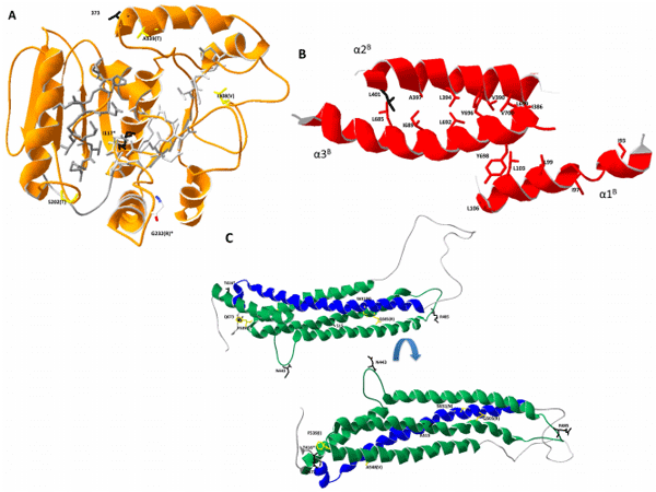 Genetic Variation within the Mx Gene of Commercially Selected Chicken Lines Reveals Multiple Haplotypes, Recombination and a Protein under Selection Pressure - Image 15