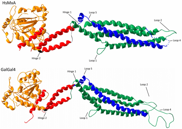 Genetic Variation within the Mx Gene of Commercially Selected Chicken Lines Reveals Multiple Haplotypes, Recombination and a Protein under Selection Pressure - Image 12