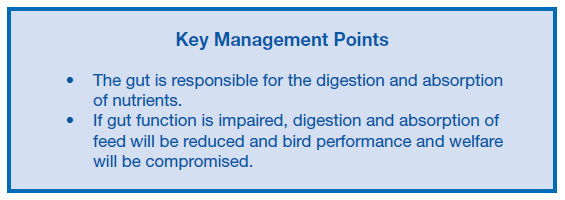 Gut Health in Poultry - The World Within - Image 1