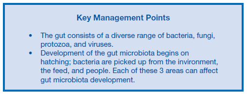 Gut Health in Poultry - The World Within - Image 5