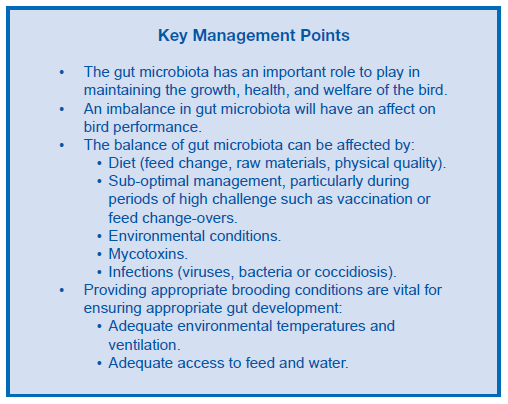 Gut Health in Poultry - The World Within - Image 10