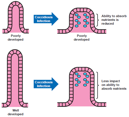 Gut Health in Poultry - The World Within - Image 8