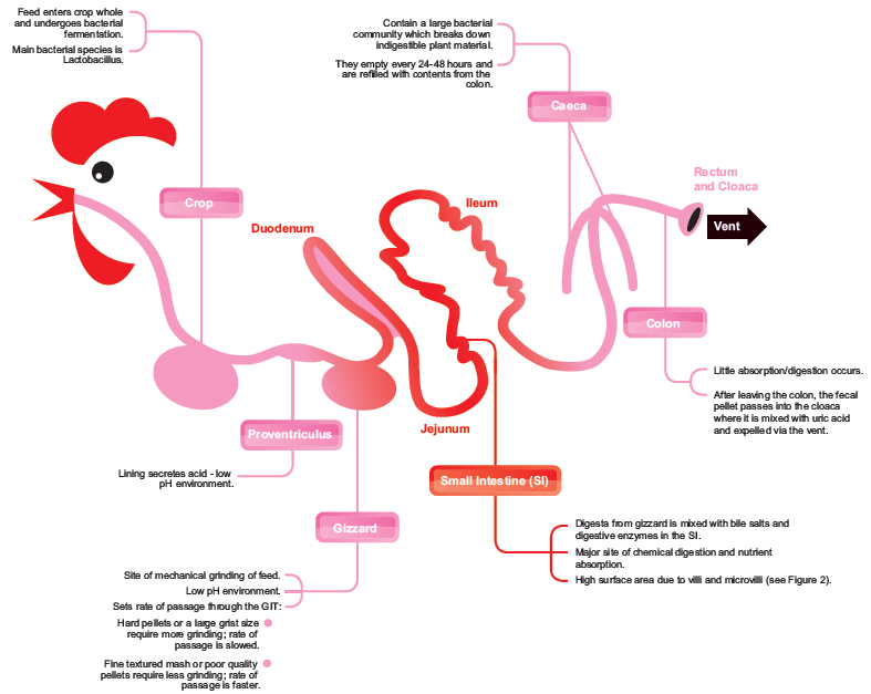 Gut Health in Poultry - The World Within - Image 2