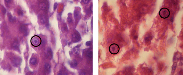 Clinical and Histopathological Investigations on Inclusion Body Hepatitis in Chickens in the Ain Touta Area (Algeria) - Image 6