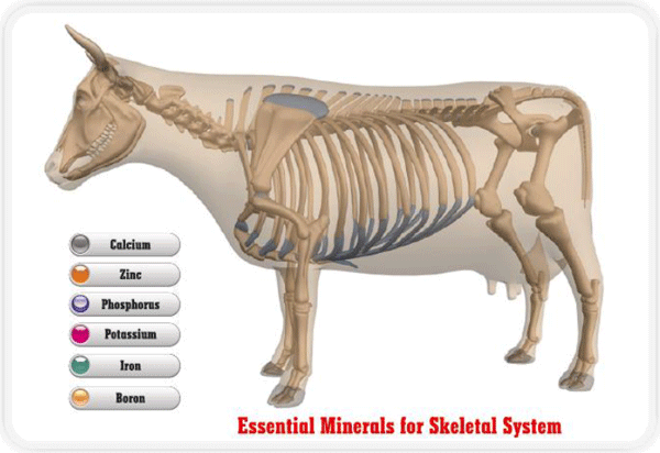 Tracing the importance of Trace minerals - Image 9