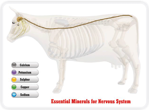Tracing the importance of Trace minerals - Image 6