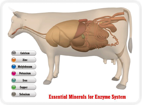 Tracing the importance of Trace minerals - Image 4