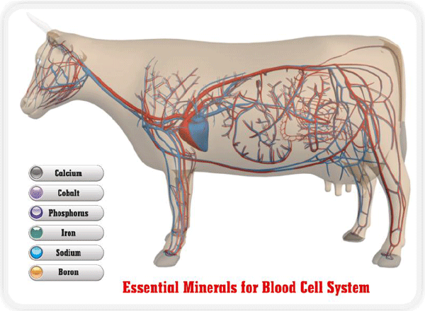 Tracing the importance of Trace minerals - Image 8