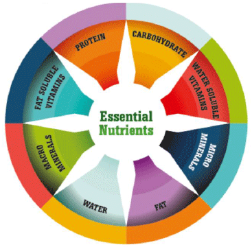 Tracing the importance of Trace minerals - Image 2