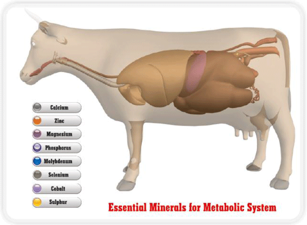 Tracing the importance of Trace minerals - Image 10
