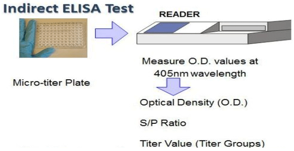 Disease Prevention Using Elisa Technique - Image 1