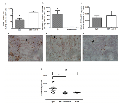 In Ovo Delivery of CpG DNA Reduces Avian Infectious Laryngotracheitis Virus Induced Mortality and Morbidity - Image 1