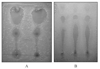 Detection of Antibiotics, Active against Bacillus Subtilis, in Grain and Feed - Image 6