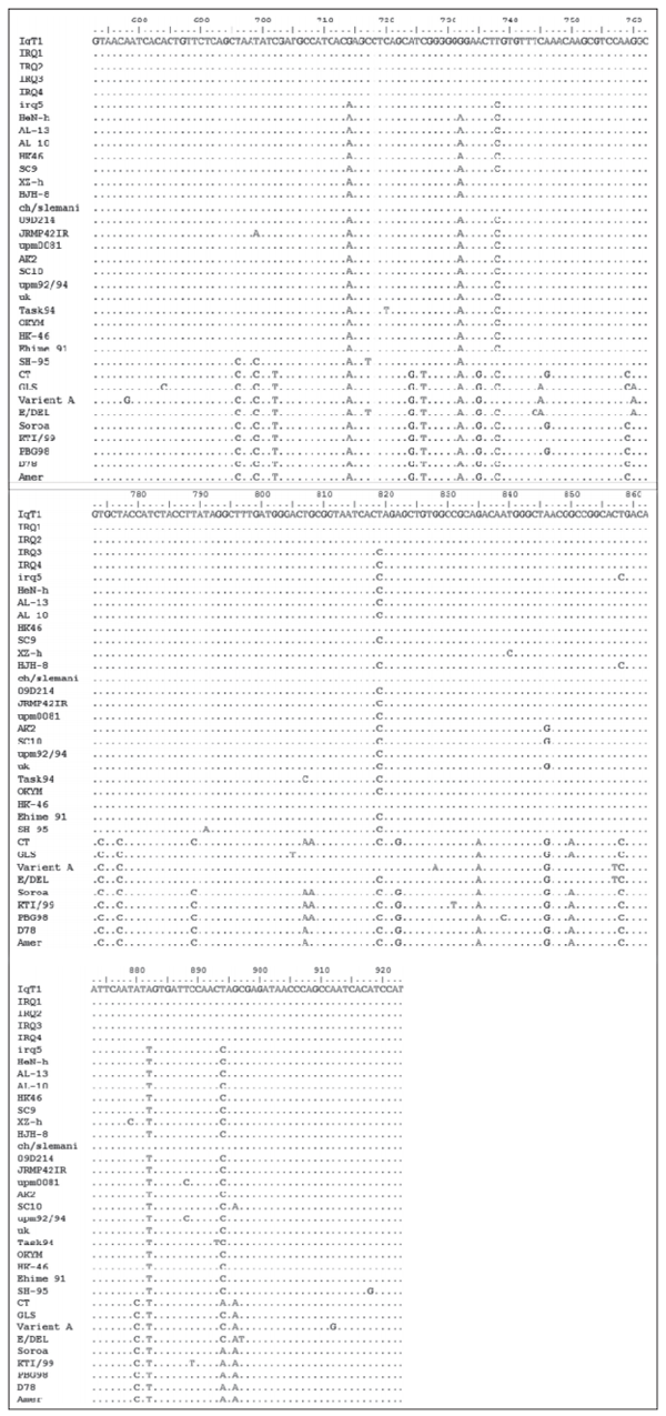 Molecular Characterization of Local Isolates of Infectious Bursal Disease Virus from Broiler Chickens in Iraq - Image 2