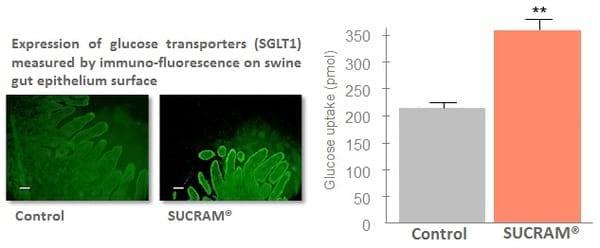 SUCRAM®, the white-gold taste enhancer from PANCOSMA - Image 6