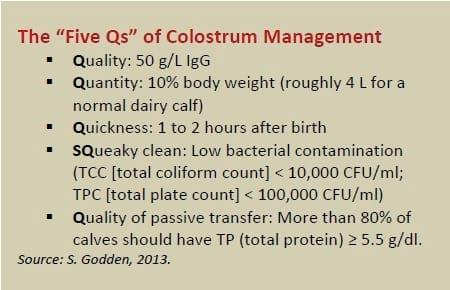 The critical first two weeks: Feeding to support the calf’s immune system - Image 1