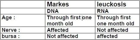 Marek`s disease: Tumors in poultry - Image 9