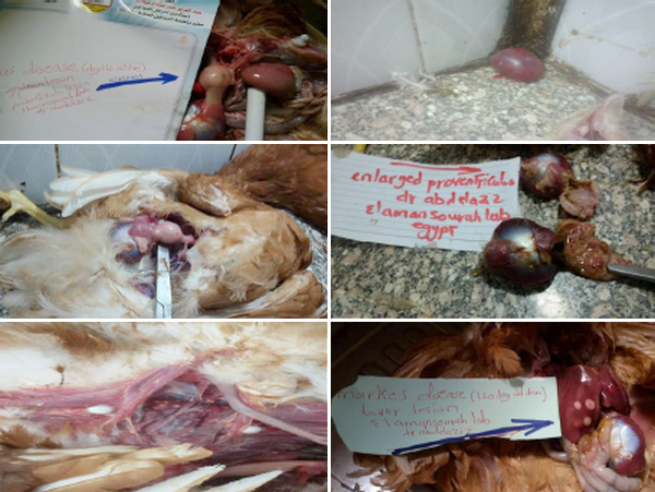 Marek`s disease: Tumors in poultry - Image 6