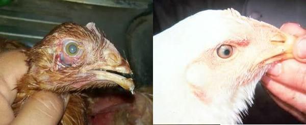 Marek`s disease: Tumors in poultry - Image 3