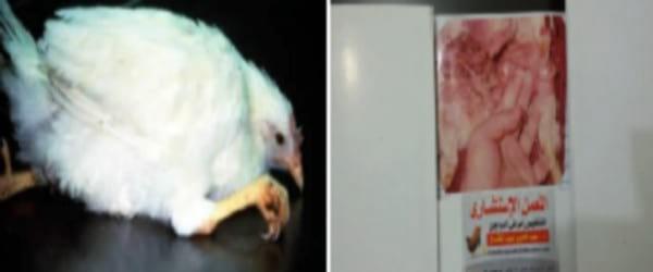 Marek`s disease: Tumors in poultry - Image 5