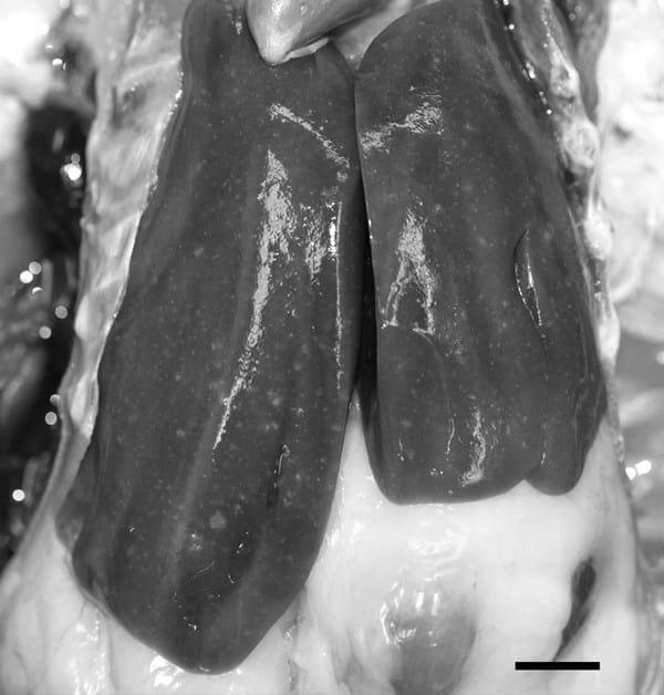 Avian Hepatitis E Virus Infection in Organic Layers - Image 5