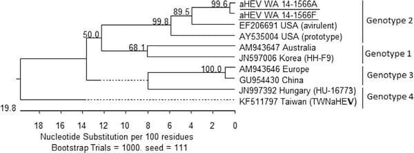 Avian Hepatitis E Virus Infection in Organic Layers - Image 9
