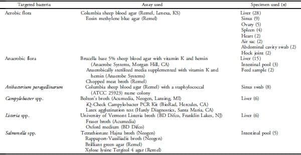 Avian Hepatitis E Virus Infection in Organic Layers - Image 3
