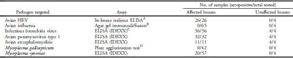 Avian Hepatitis E Virus Infection in Organic Layers - Image 4