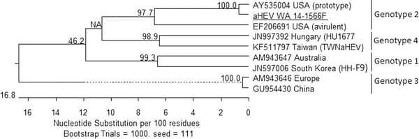 Avian Hepatitis E Virus Infection in Organic Layers - Image 8